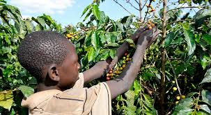Child Labour Tea Uganda: Child Labour Worryingly Increasing in Tea & Coffe growing ...